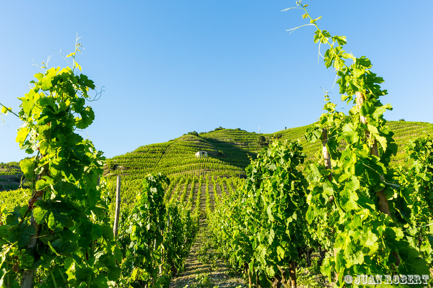 Auteur, Delas, Juan ROBERT, Photographe, Tain l'Hermitage, Vigne, coucher de soleil, nature, paysage, raisin, rhone, vignoble, viticoleTain l'hermitageDrôme - Rhône-AlpesMaison Delas : parcelles de vignes de Tain l'hermitage