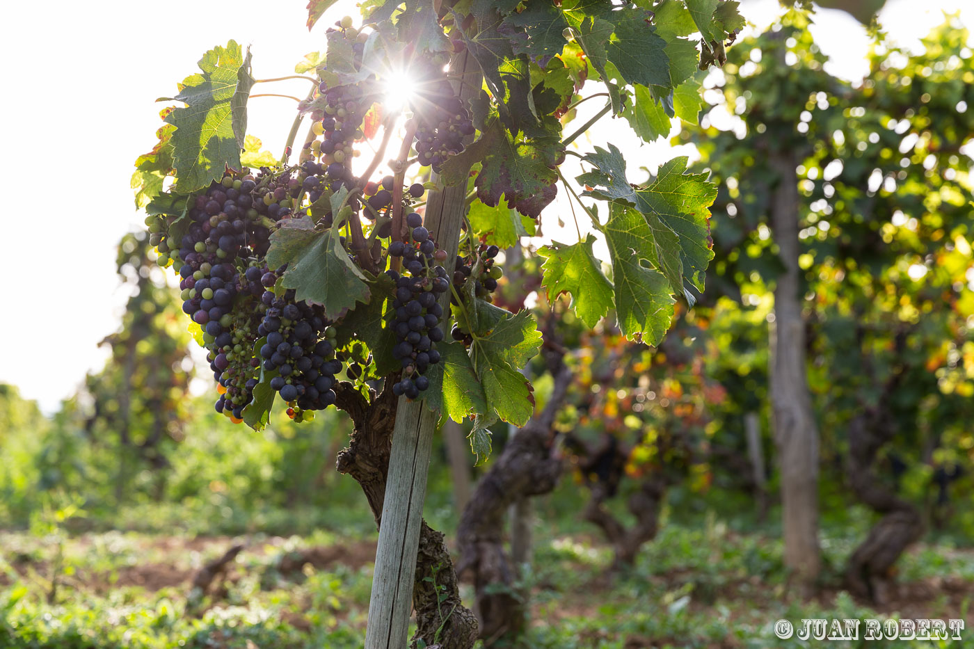 Auteur, Jaboulet, Juan ROBERT, Photographe, Vigne, bouteille, cabanon, chambre, décoration, décors, illustration, maison, objets, paysage, raisin, vignobleTain-l'HermitageDrôme - Rhône-AlpesMaison de vigne 18 ème Jaboulet