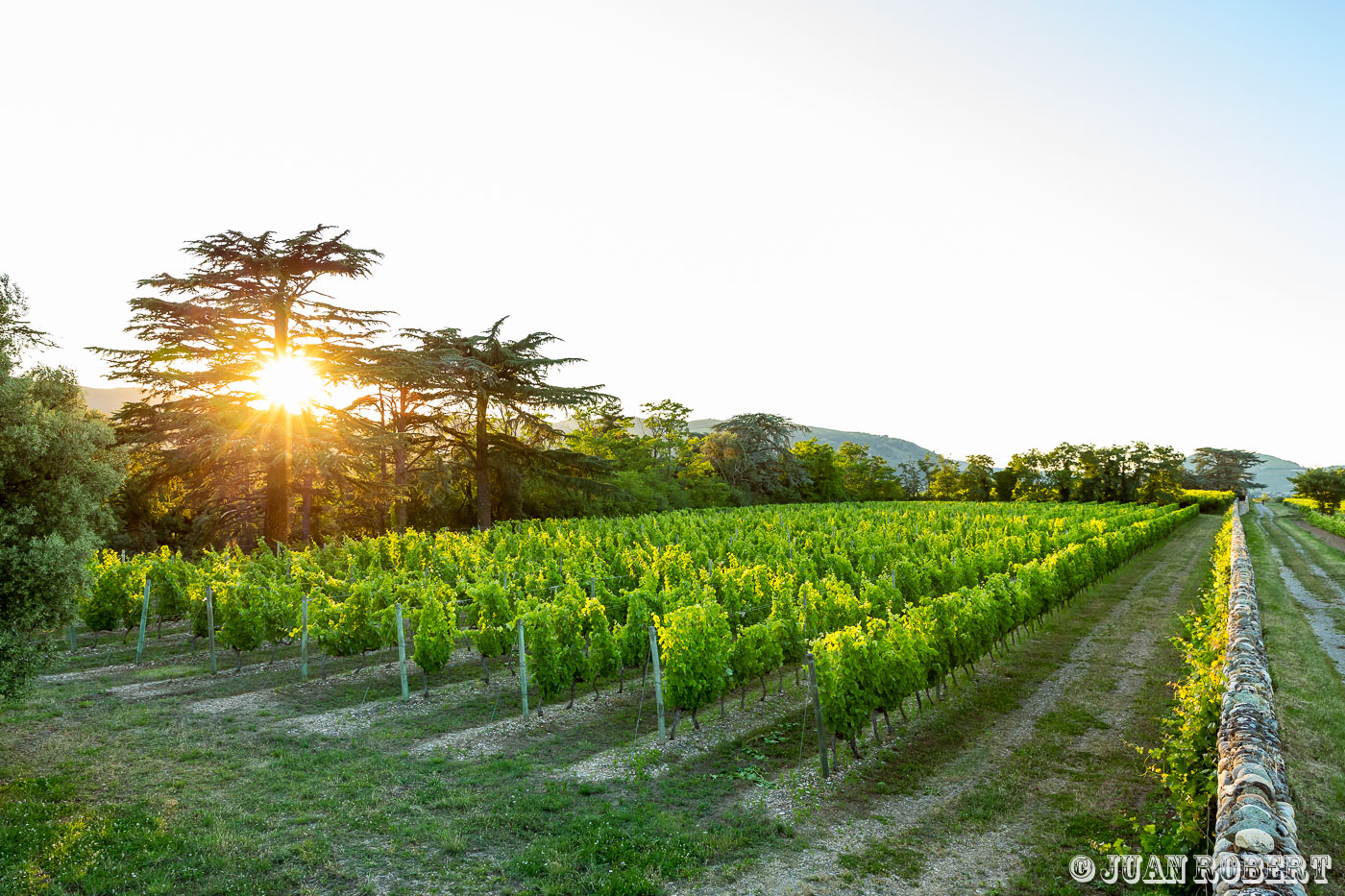 Auteur, Delas, Juan ROBERT, Photographe, Vigne, champs, coucher de soleil, paysage, raisin, vignoble, viticoleLa Roche-de-GlunDrôme - Rhône-AlpesMaison Delas : parcelles de vignes de La Roche de Glun