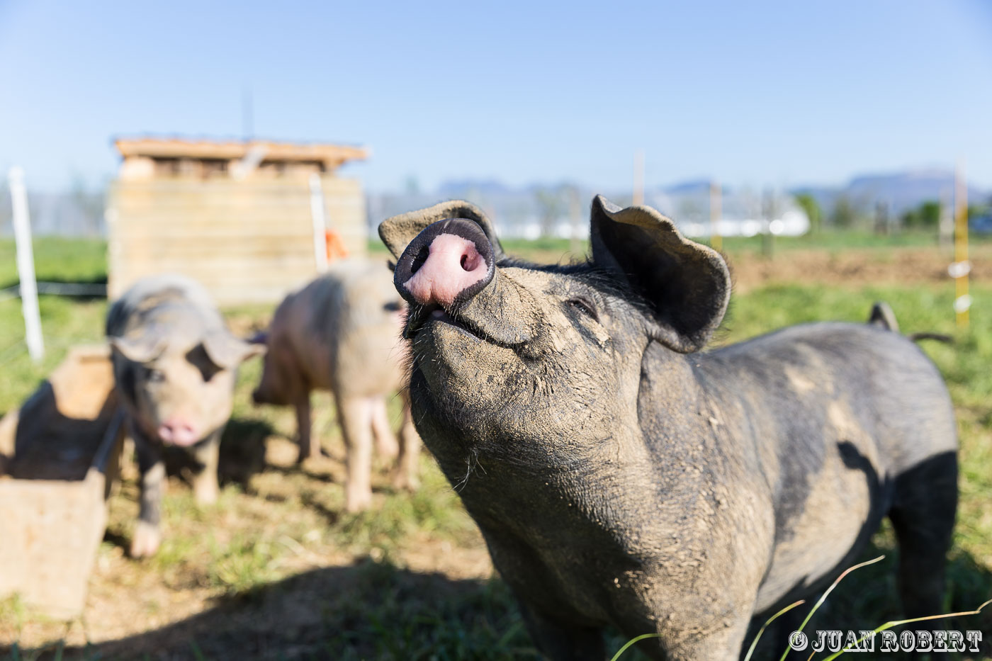 Les compagnons de la TerreAuteur, Juan ROBERT, PhotographeEurreDrôme - Rhône-AlpesBiovallée