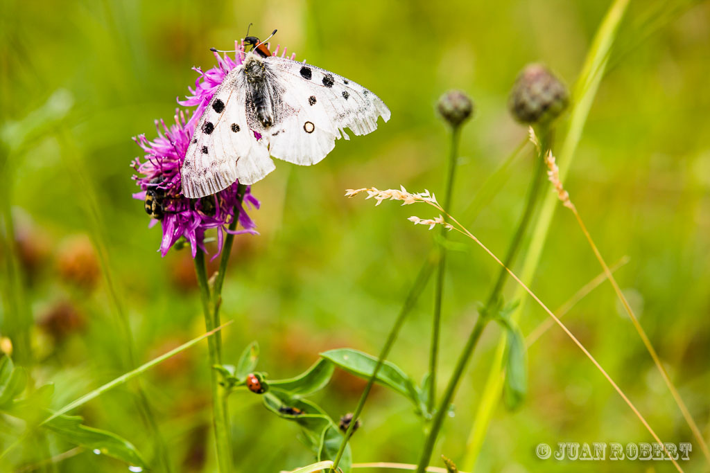 Auteur, Borne, Juan ROBERT, Photographe, diois, falaise, foret, montagne, ruisseau, site naturel, sucettes de BorneGlandage