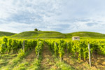 vigne domaine hermitage drôme