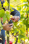 vendanges agricole à Tain