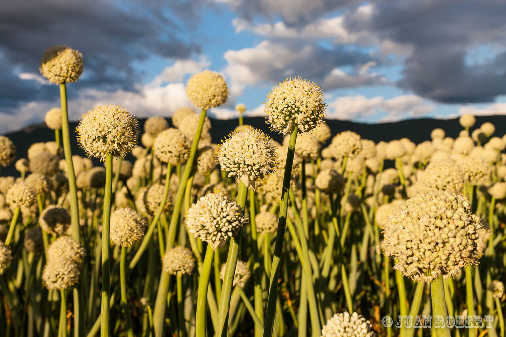 Activite Professionnel, Agriculture, Culture, _Concret, _Description illustration, champs, oignon, oignons